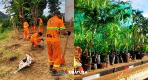 Secretaria planta mudas nativas em área de preservação no Taquaral